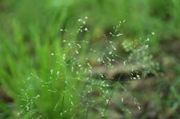 صورة Poa sylvestris A. Gray