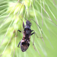 Image de Gyndes pallicornis (Dallas & W. S. 1852)