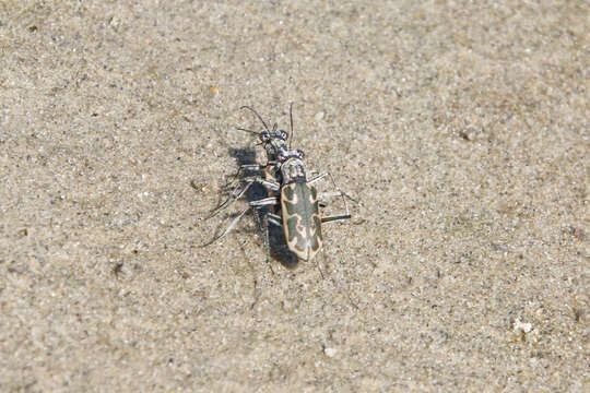 Image of Ellipsoptera macra (Le Conte 1856)