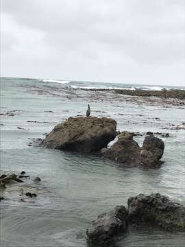 Image of Spotted Shag