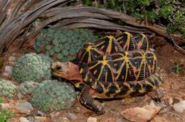 Image of Western Tent Tortoise