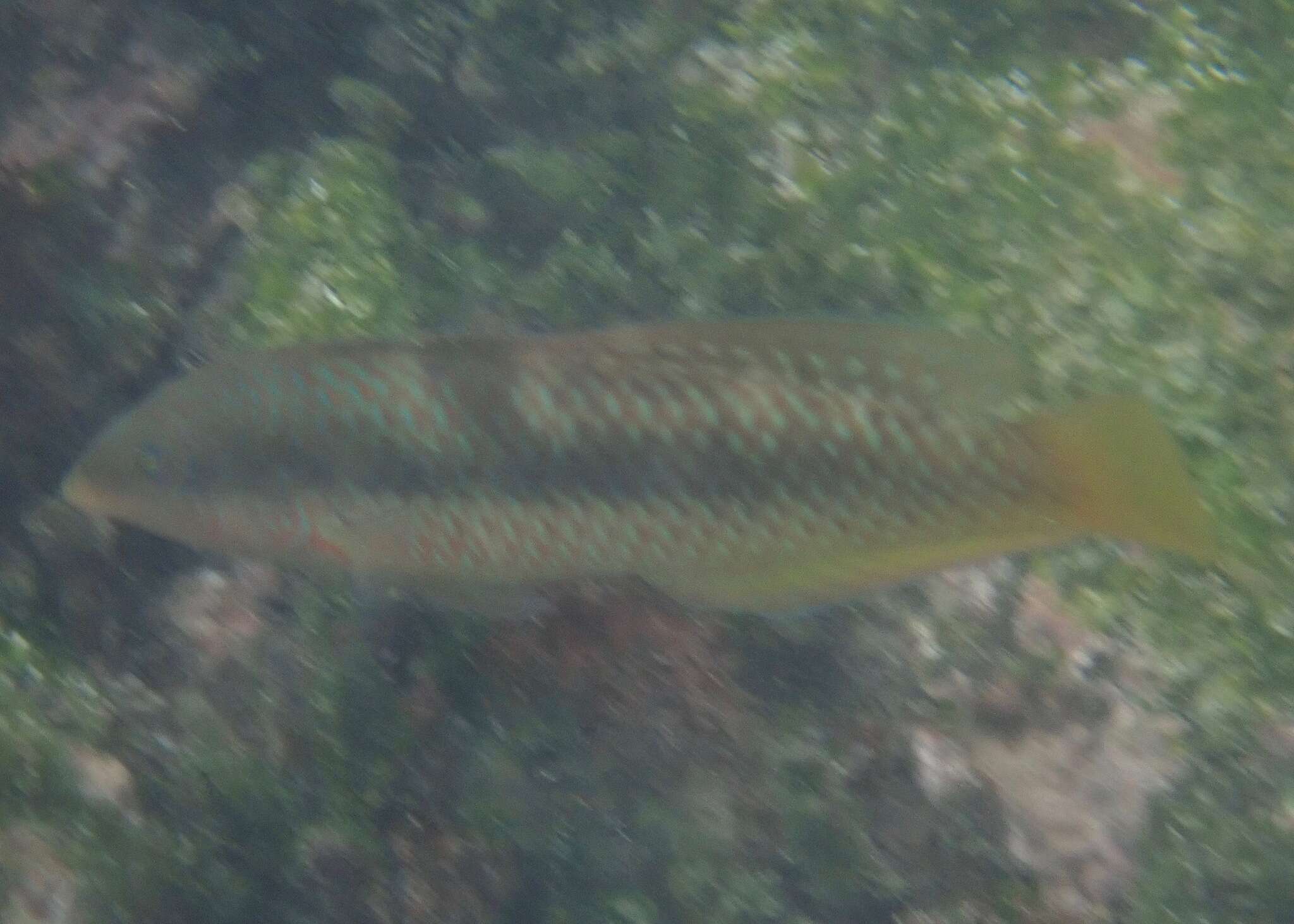 Image of Spinster wrasse