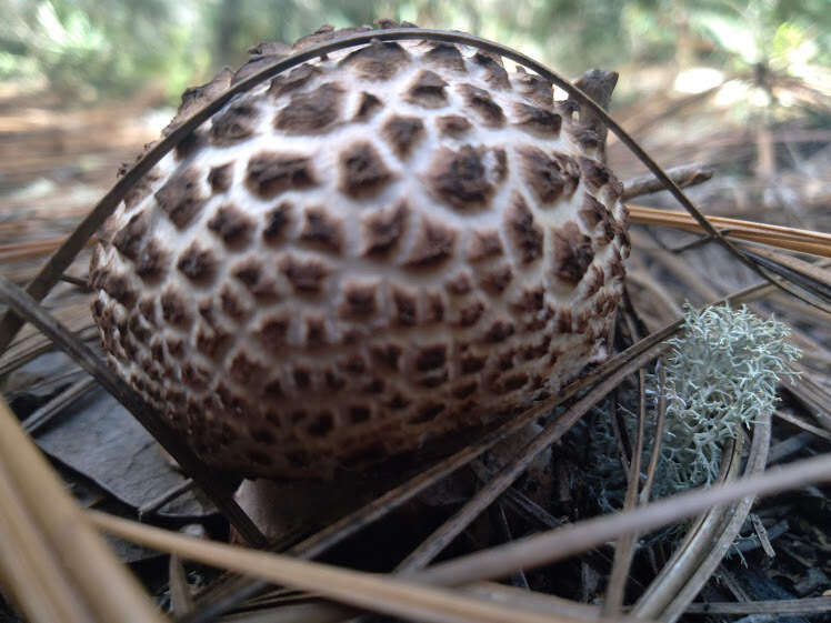 Plancia ëd Amanita westii (Murrill) Murrill 1945