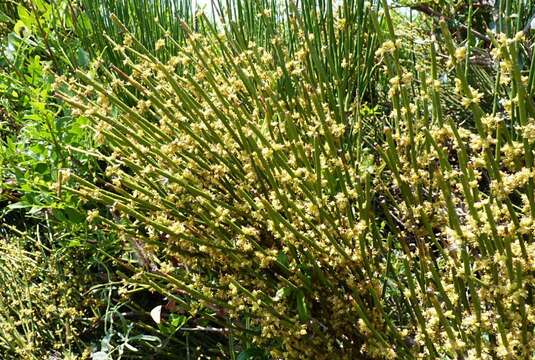 Image of Joint Pine