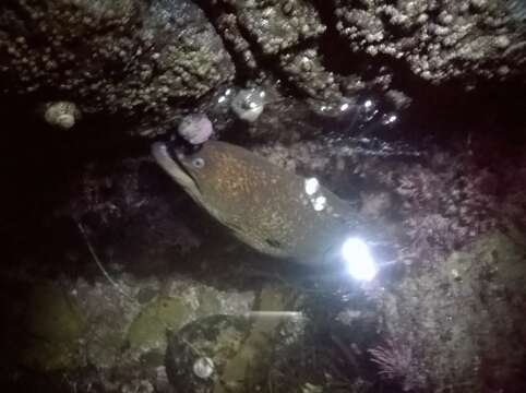 Image of California moray