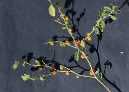 Image of Solanum catombelense Peyr.