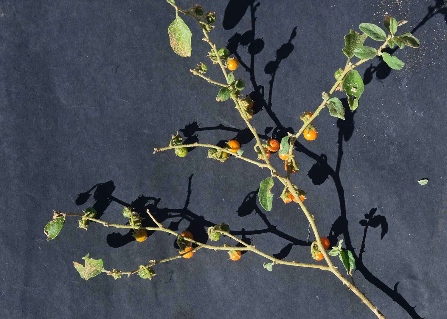 Image of Solanum catombelense Peyr.