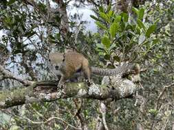 Image of Borneo Black-banded Squirrel