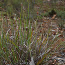 Image of Patersonia occidentalis var. occidentalis