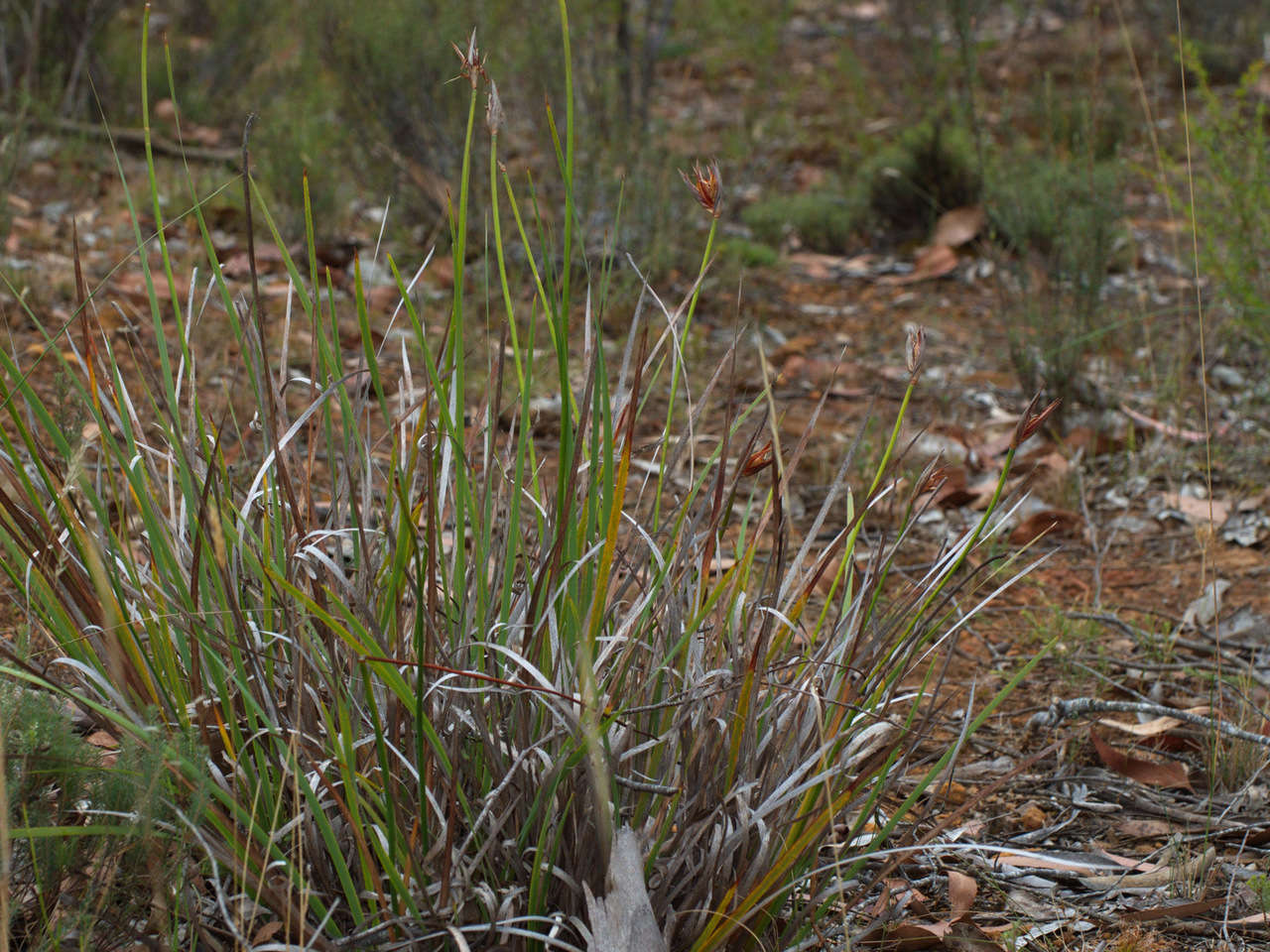 Image of Patersonia occidentalis var. occidentalis