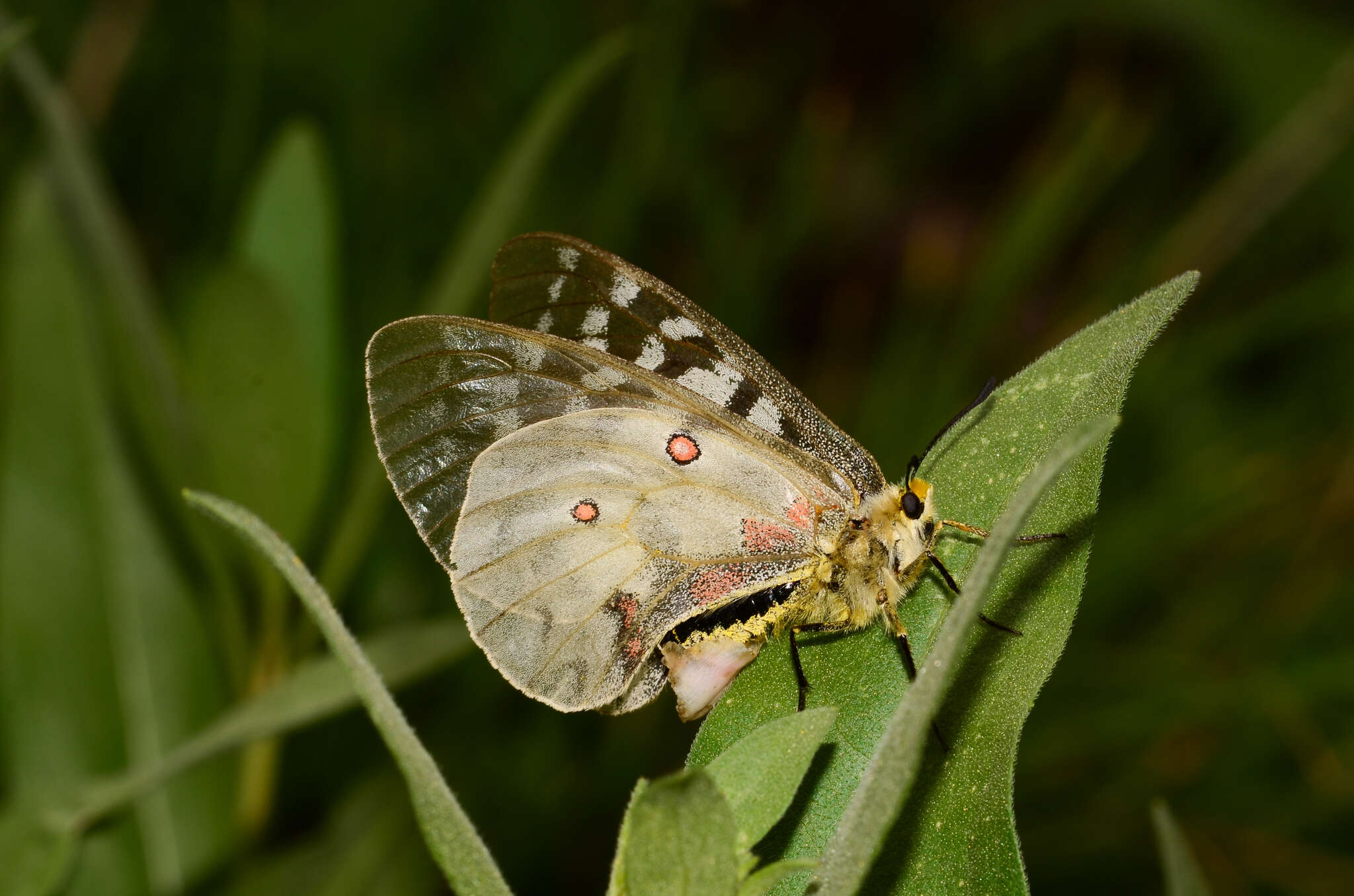 Image of Clodius Parnassian