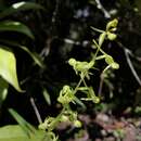 Platanthera minor (Miq.) Rchb. fil. resmi