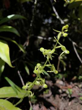 Image of Narrow-leaf Platanthera