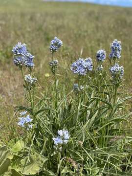 Image of whitestem frasera