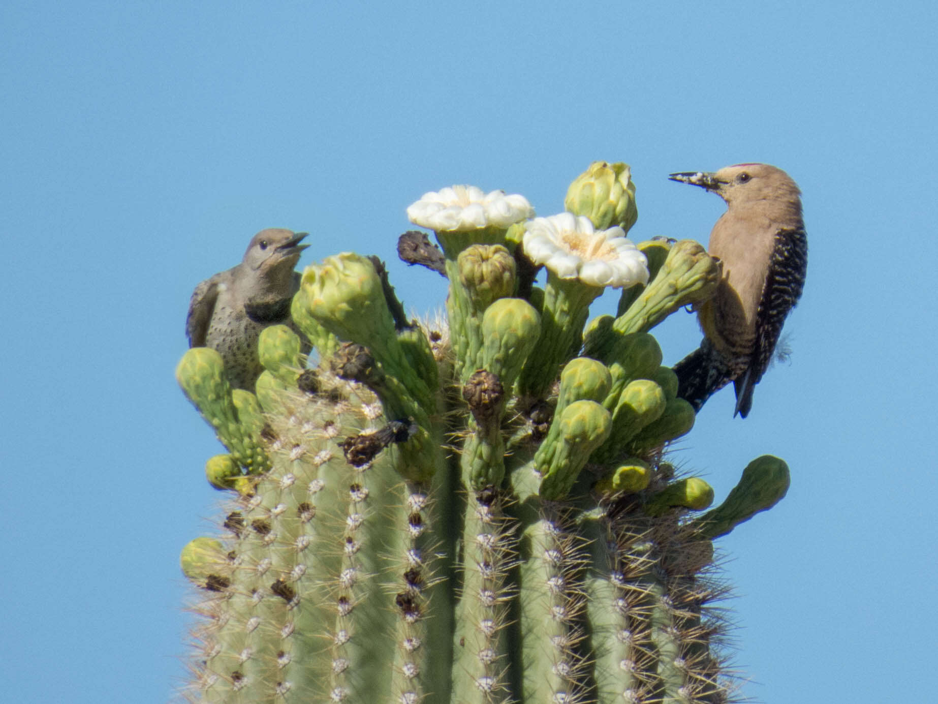 Image de Pic des saguaros