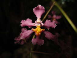 Plancia ëd Trichocentrum andrewsiae (R. Jiménez & Carnevali) R. Jiménez & Carnevali