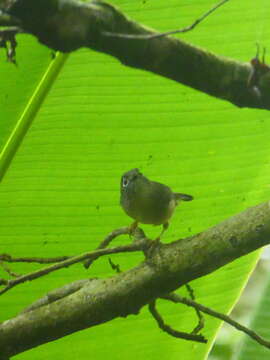 Image of Grey-cheeked Fulvetta