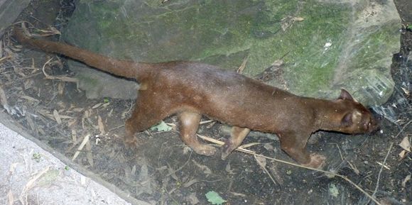 Image of Fosssoxa