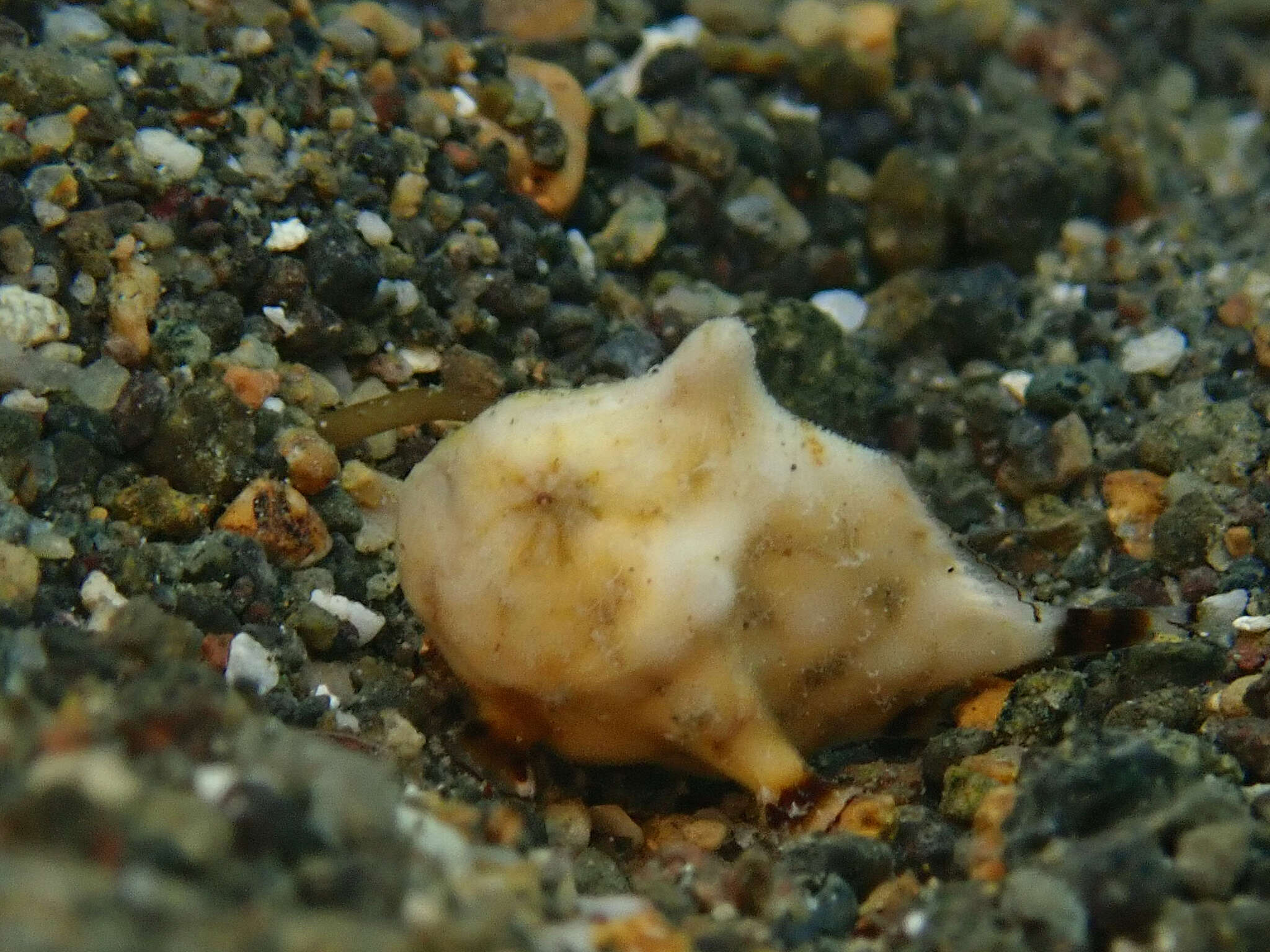 Image of Bandfin frogfish