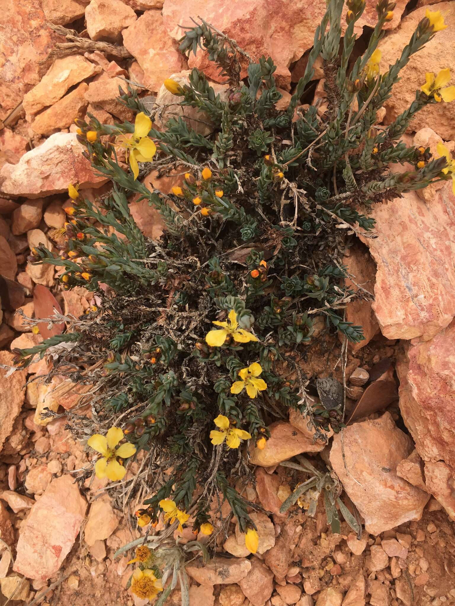 Image of Oenothera lavandulifolia Torr. & Gray