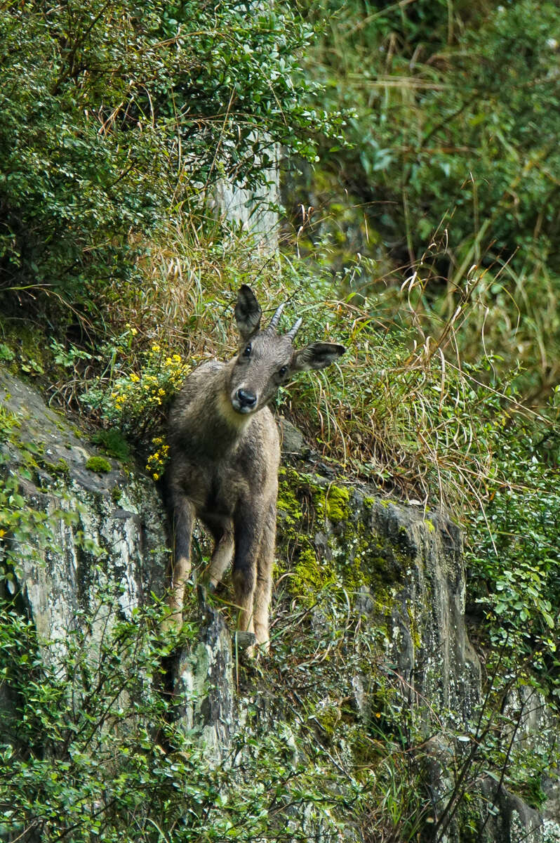 Image of Chinese Goral