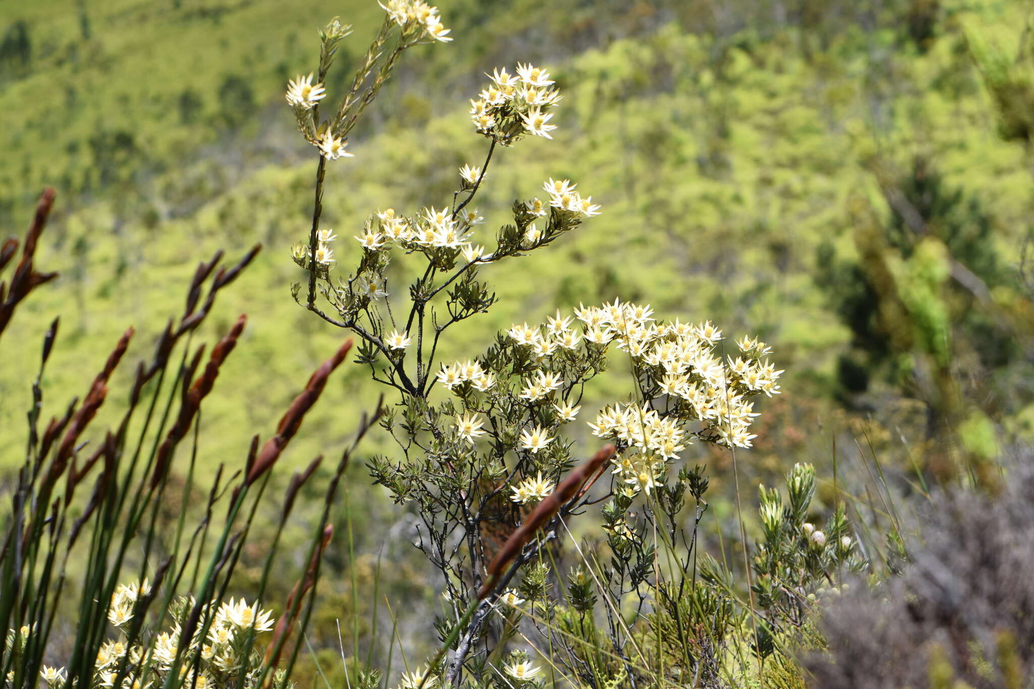 Image of Leucadendron uliginosum subsp. uliginosum