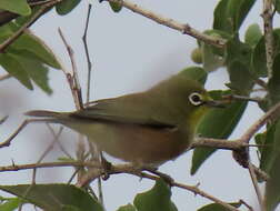 Imagem de Zosterops pallidus Swainson 1838