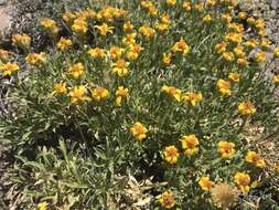 Image of stemless mock goldenweed