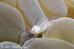 Image of Bubble coral shrimp