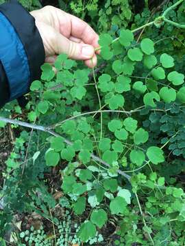 Image of Thalictrum podocarpum Kunth ex DC.