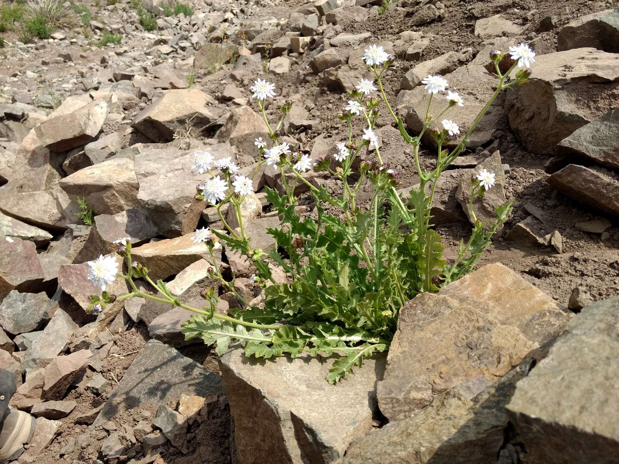 Leucheria runcinata Gill. & D. Don resmi