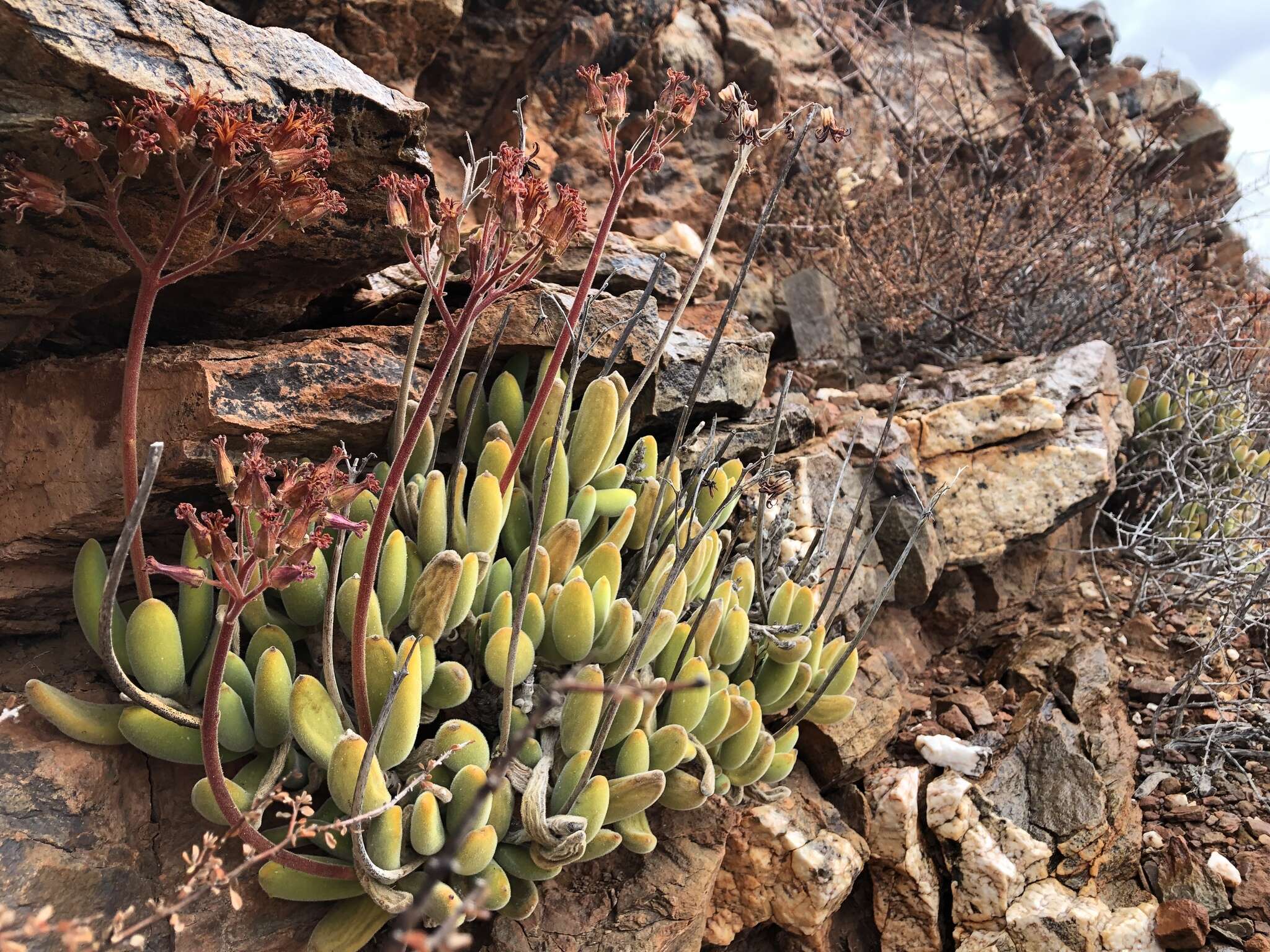 Image of Cotyledon tomentosa subsp. ladismithiensis (V. Pölln.) Tölken