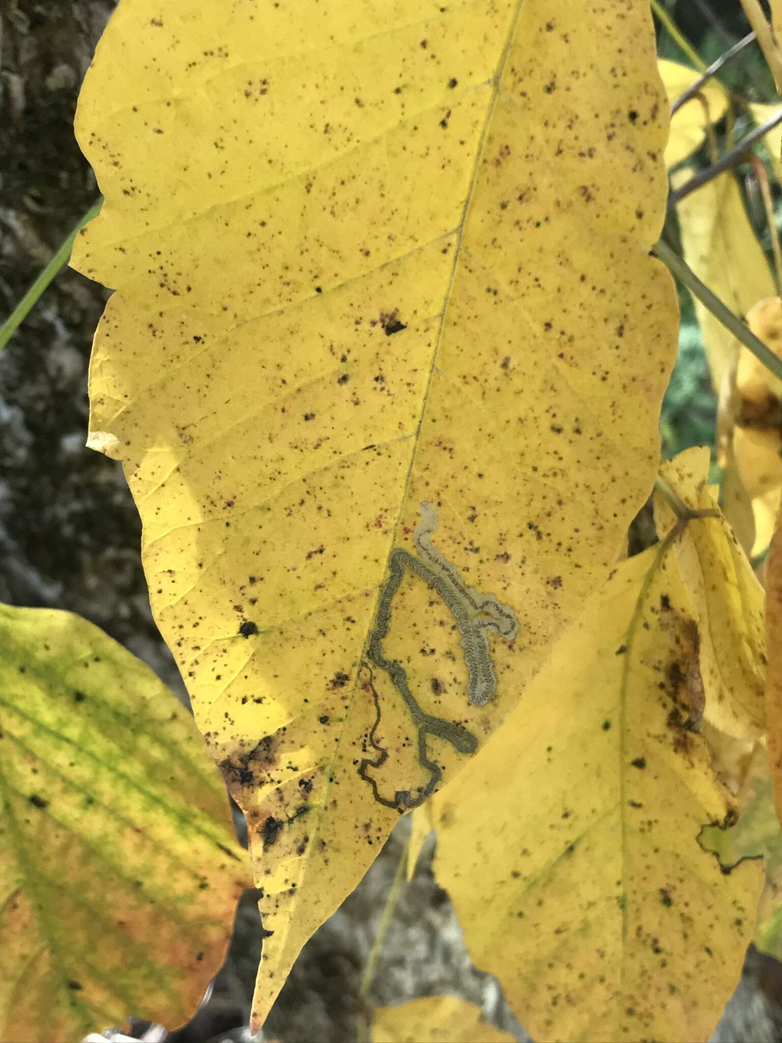 Image of Stigmella rhoifoliella (Braun 1912) Newton et al. 1982