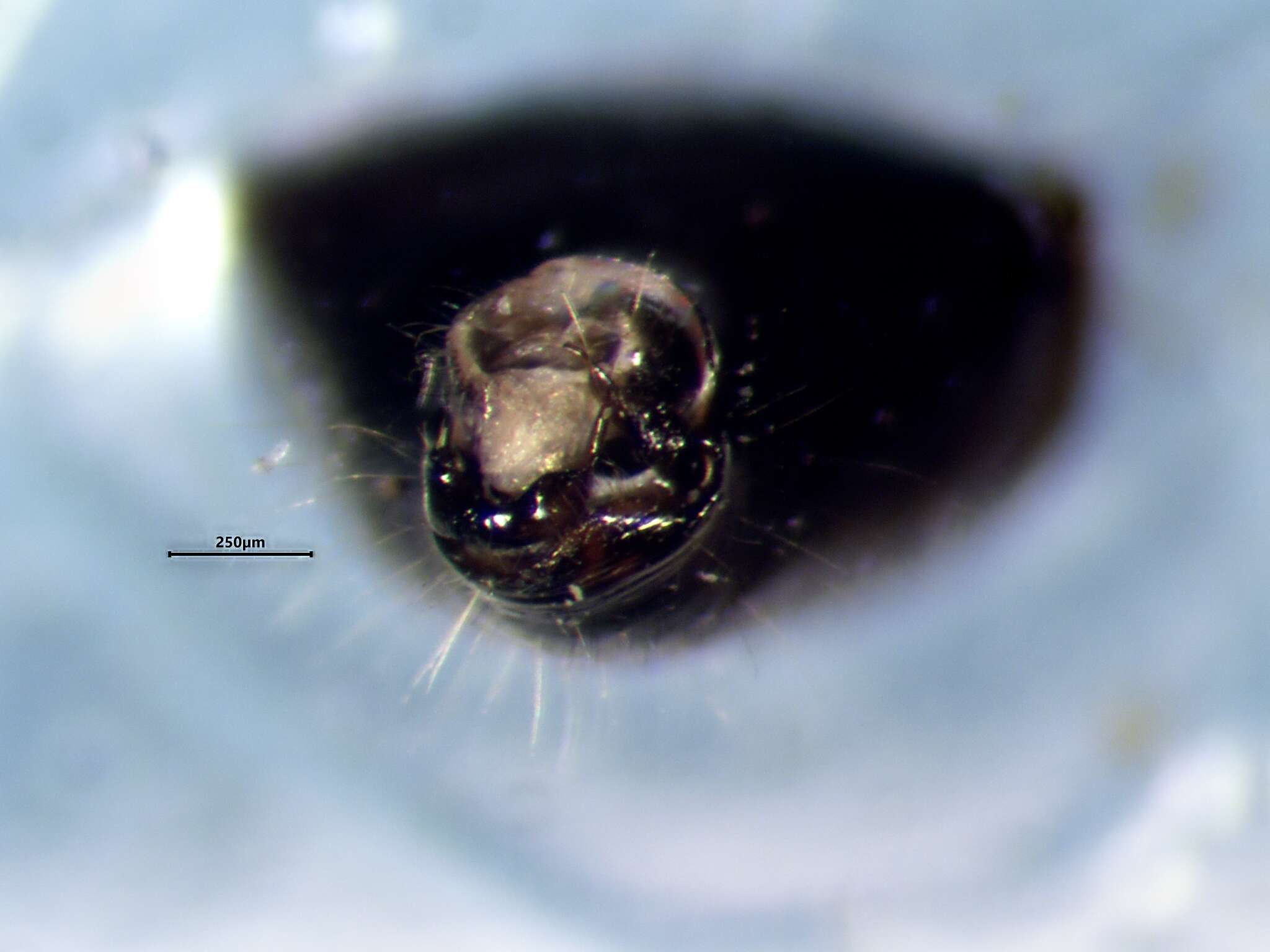 Image of Deraeocoris laricicola Knight 1921