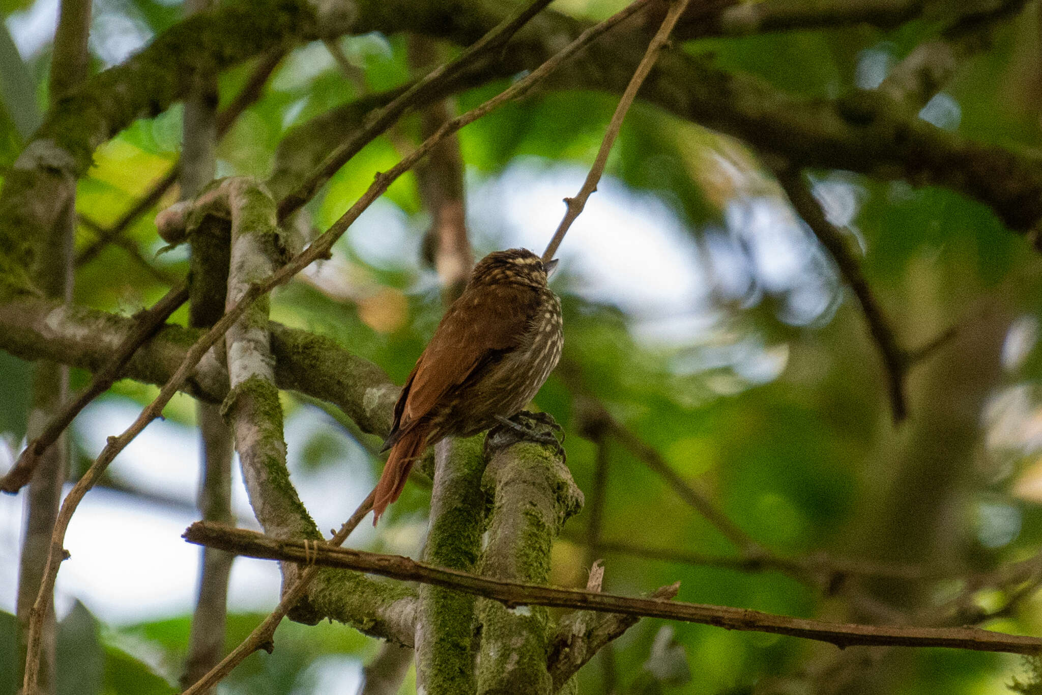 Image of Streaked Xenops