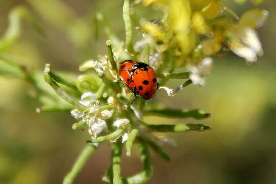 Image of Lady beetle