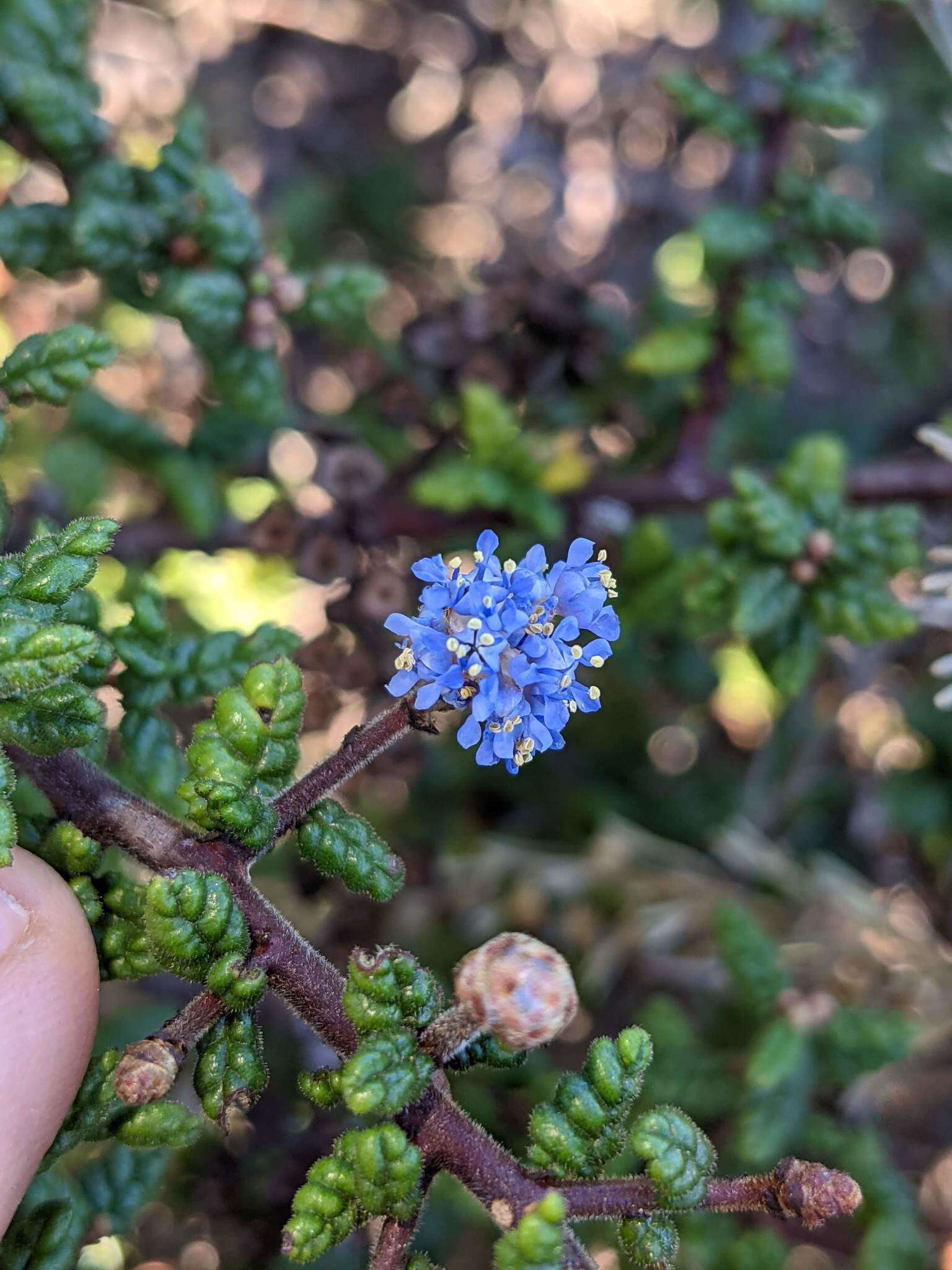 Image of Santa Barbara ceanothus