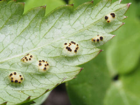 Imagem de Puccinia aegopodii (Schumach.) Link 1817