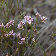 Image of Andersonia parvifolia R. Br.