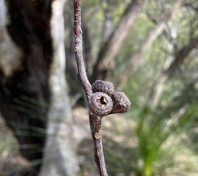 Eucalyptus haemastoma Sm. resmi