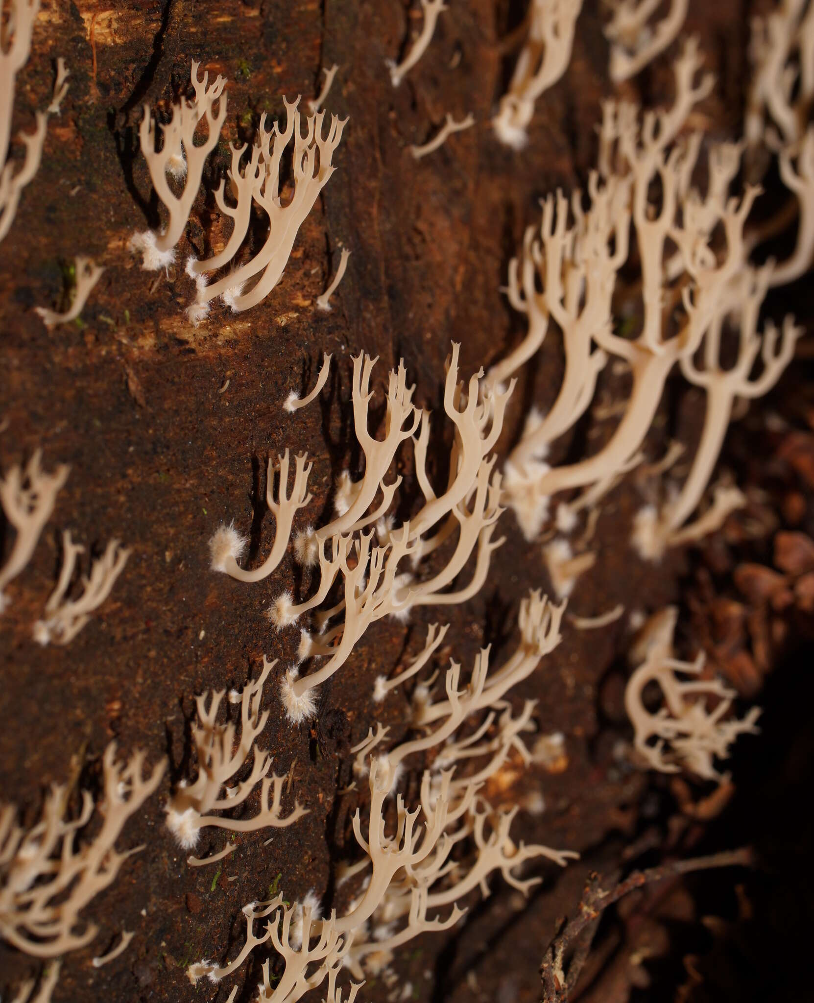 Image of Artomyces colensoi (Berk.) Jülich 1982