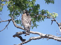 Image of Red-shouldered Hawk