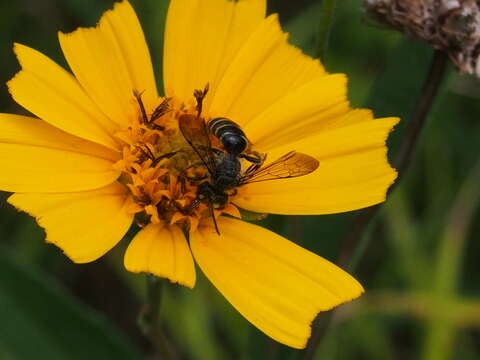 Image de Andrena aliciae Robertson 1891