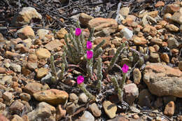 Image of Portulaca giuliettiae T. Vieira & A. A. Coelho