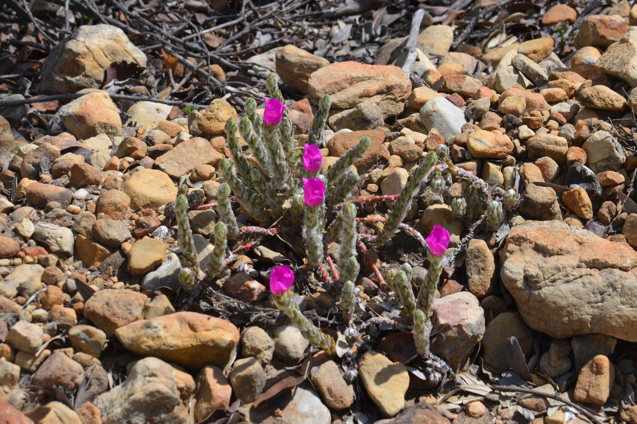 Image of Portulaca giuliettiae T. Vieira & A. A. Coelho