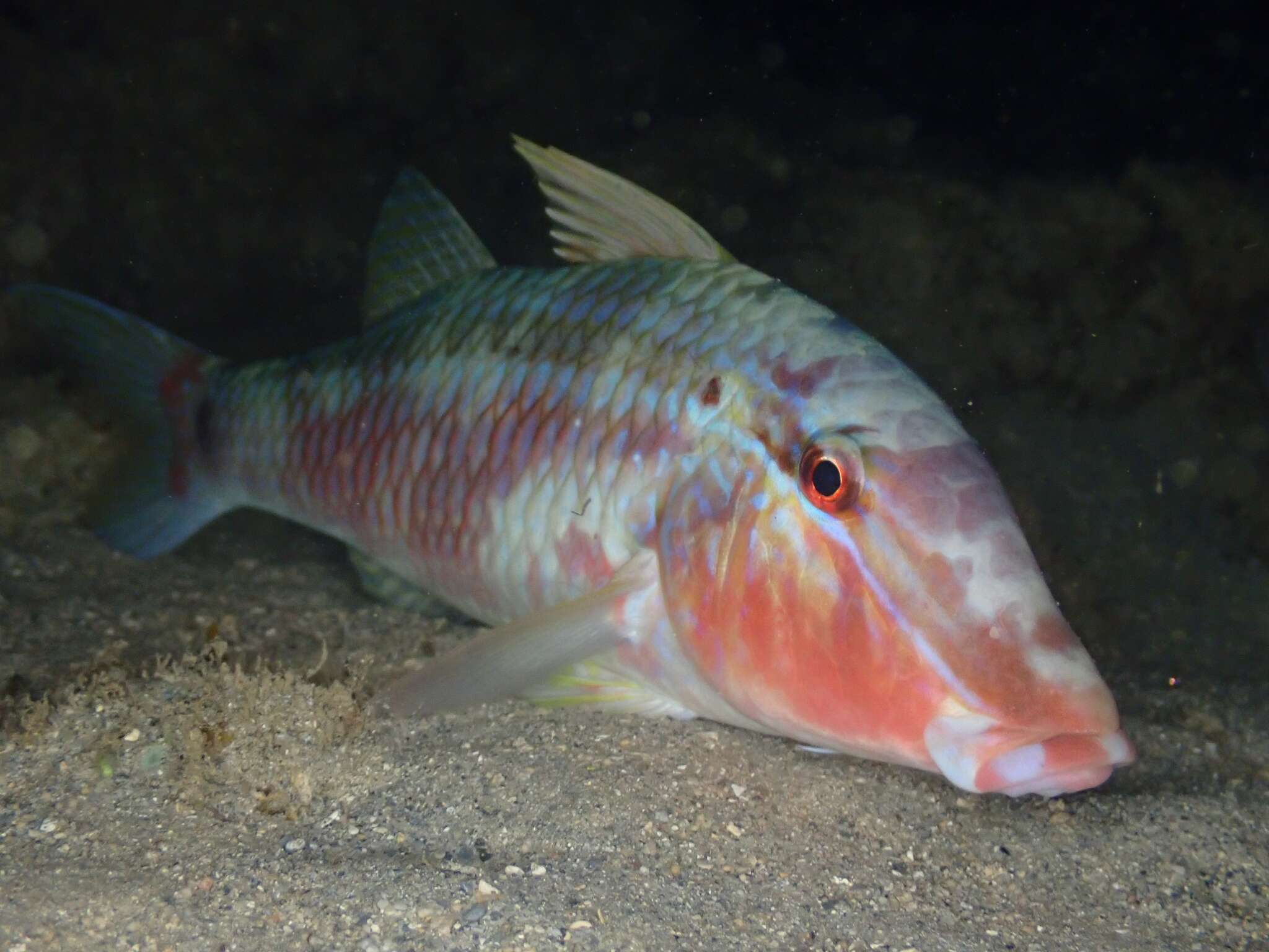 Image of Goatfish