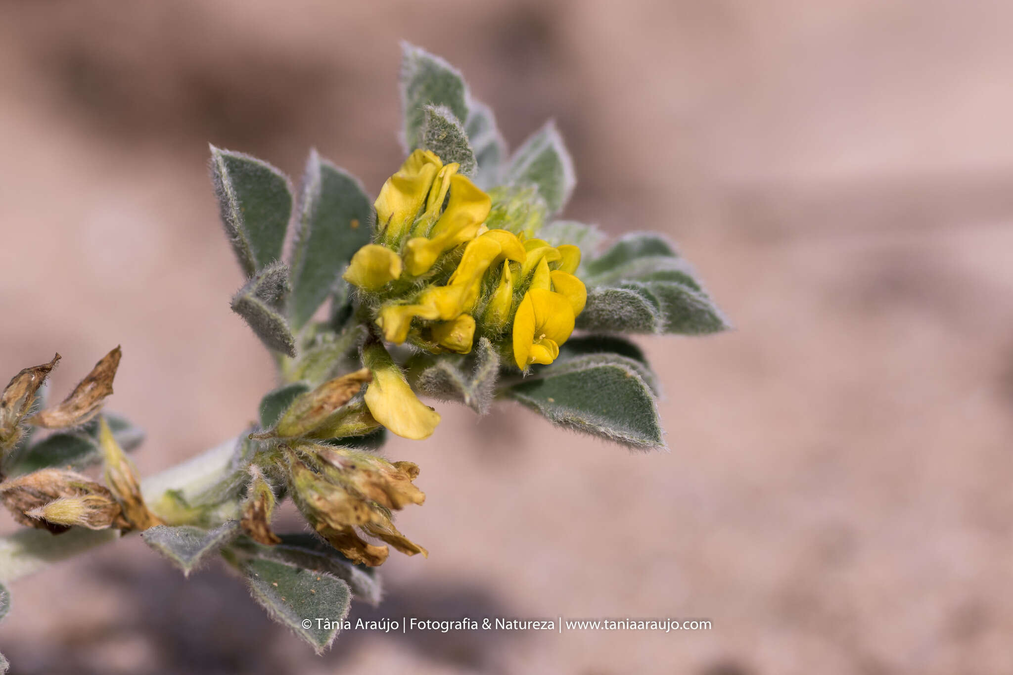 Plancia ëd Medicago marina L.