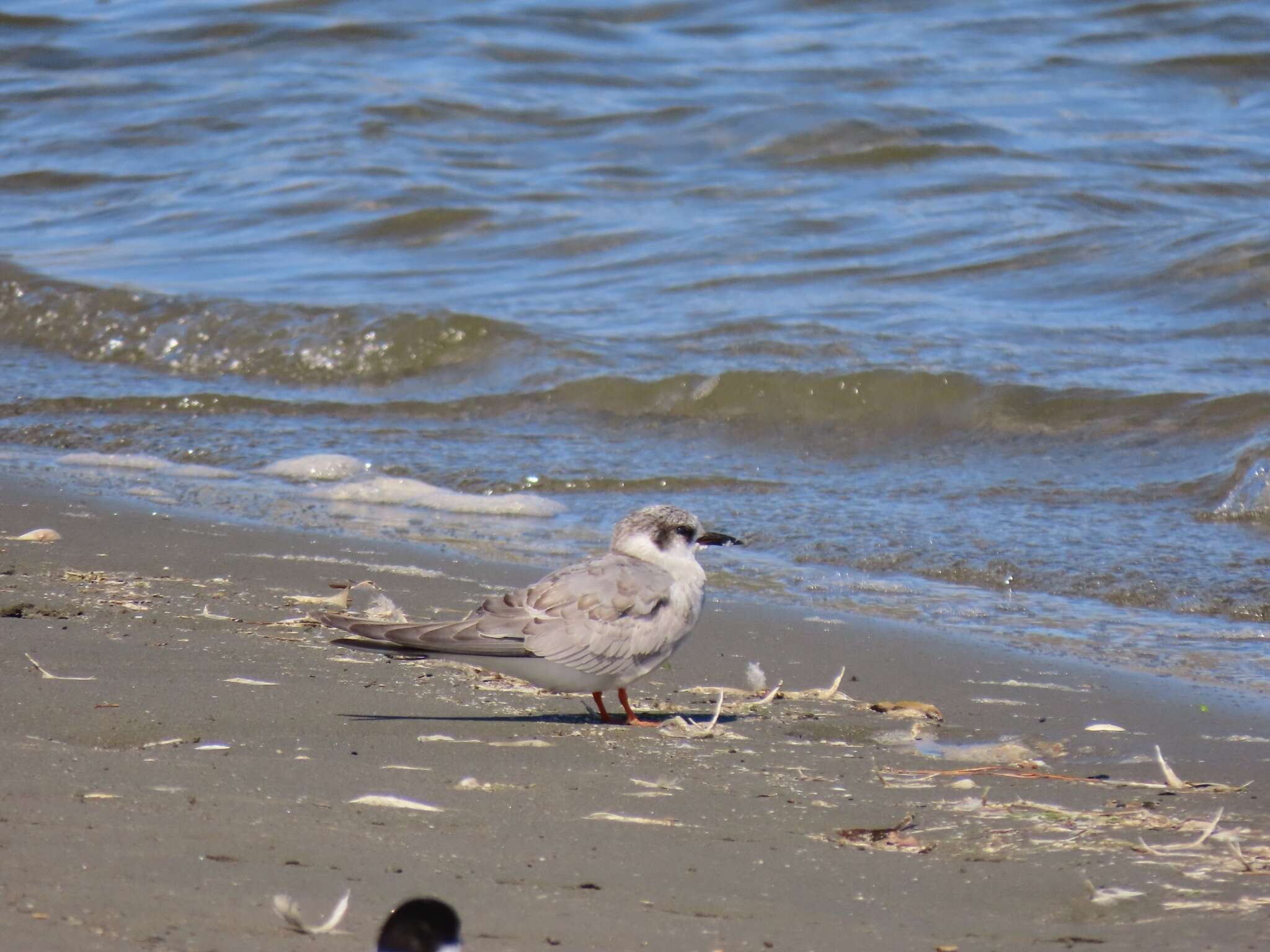 Image of Black-fronted Tern