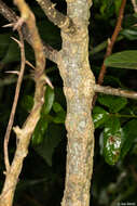 Plancia ëd Vassobia breviflora (Sendtn.) A. T. Hunziker