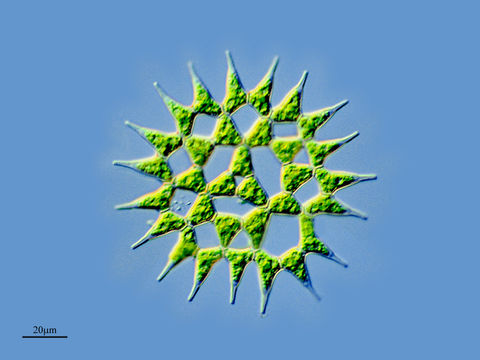 Image of <i>Pediastrum clathratum</i>